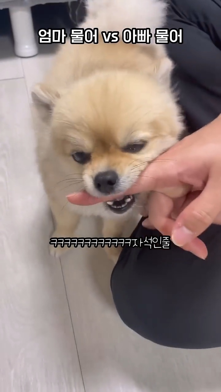 아빠-물어/아빠-때려-구분이-가능한-강아지-3-이미지