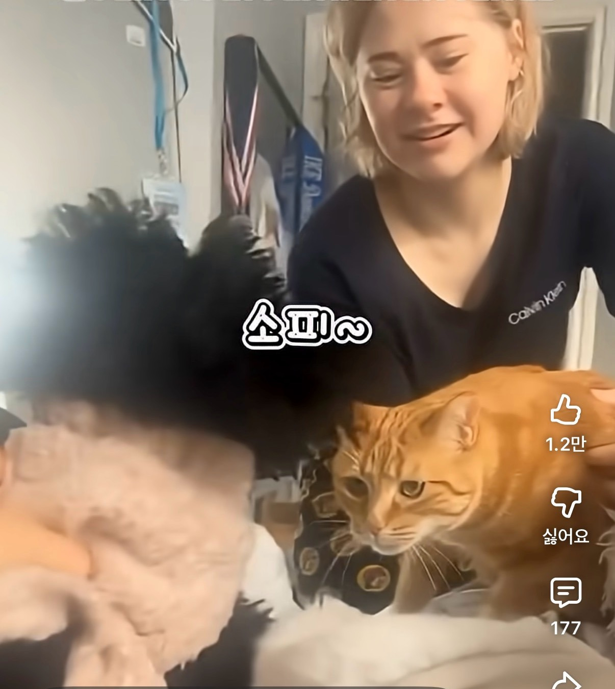 친구잃은-고양이에게-닮은-인형을-선물해줬더니-0-이미지