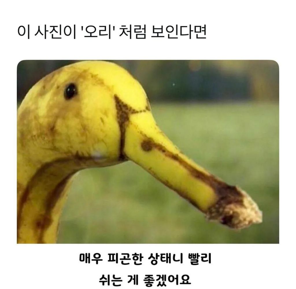 이-사진이-오리로-보인다면,,-0-이미지