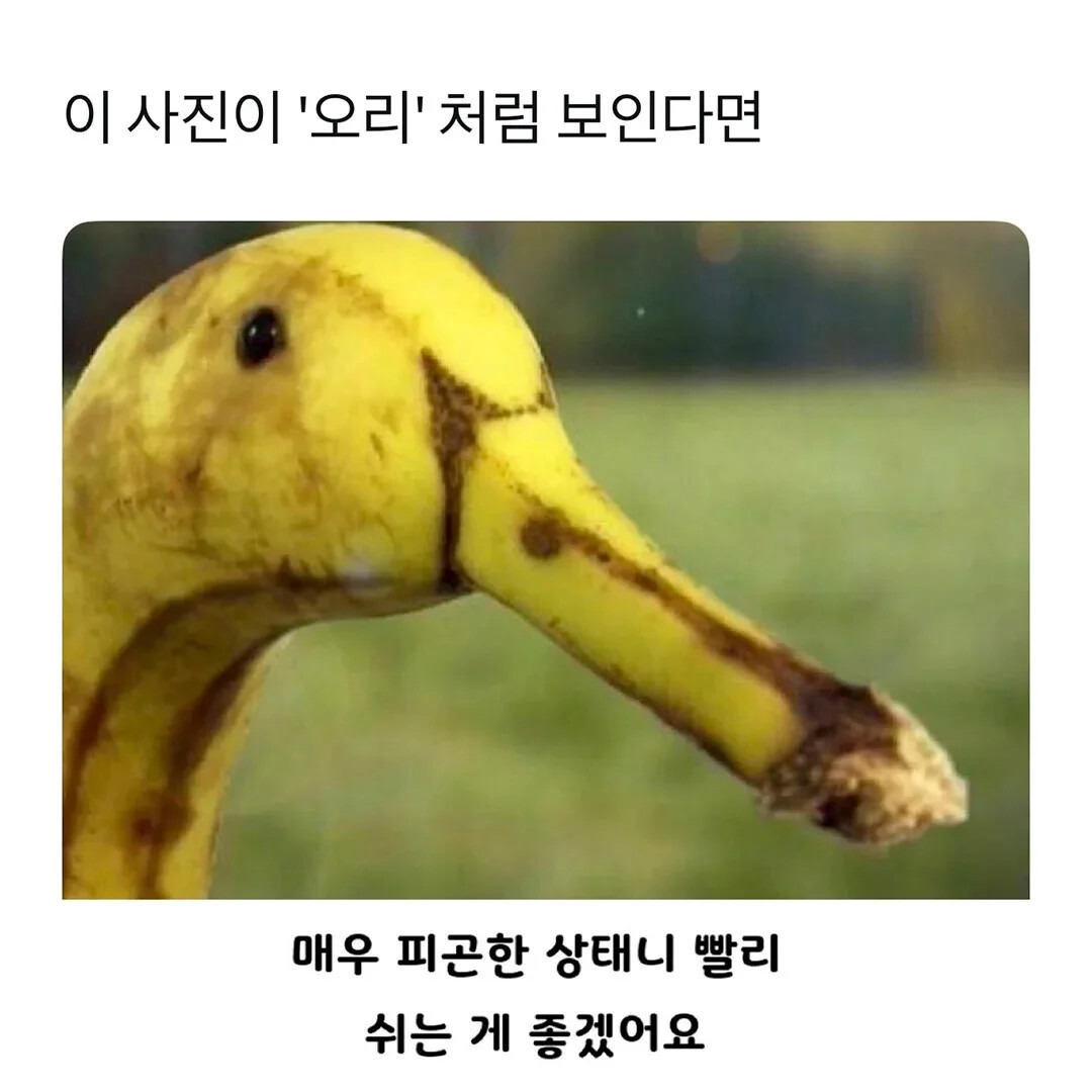 이것은-바나나입니다.jpg-1-이미지