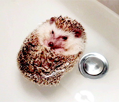 귀여운-아기-두더지.gif-1-이미지