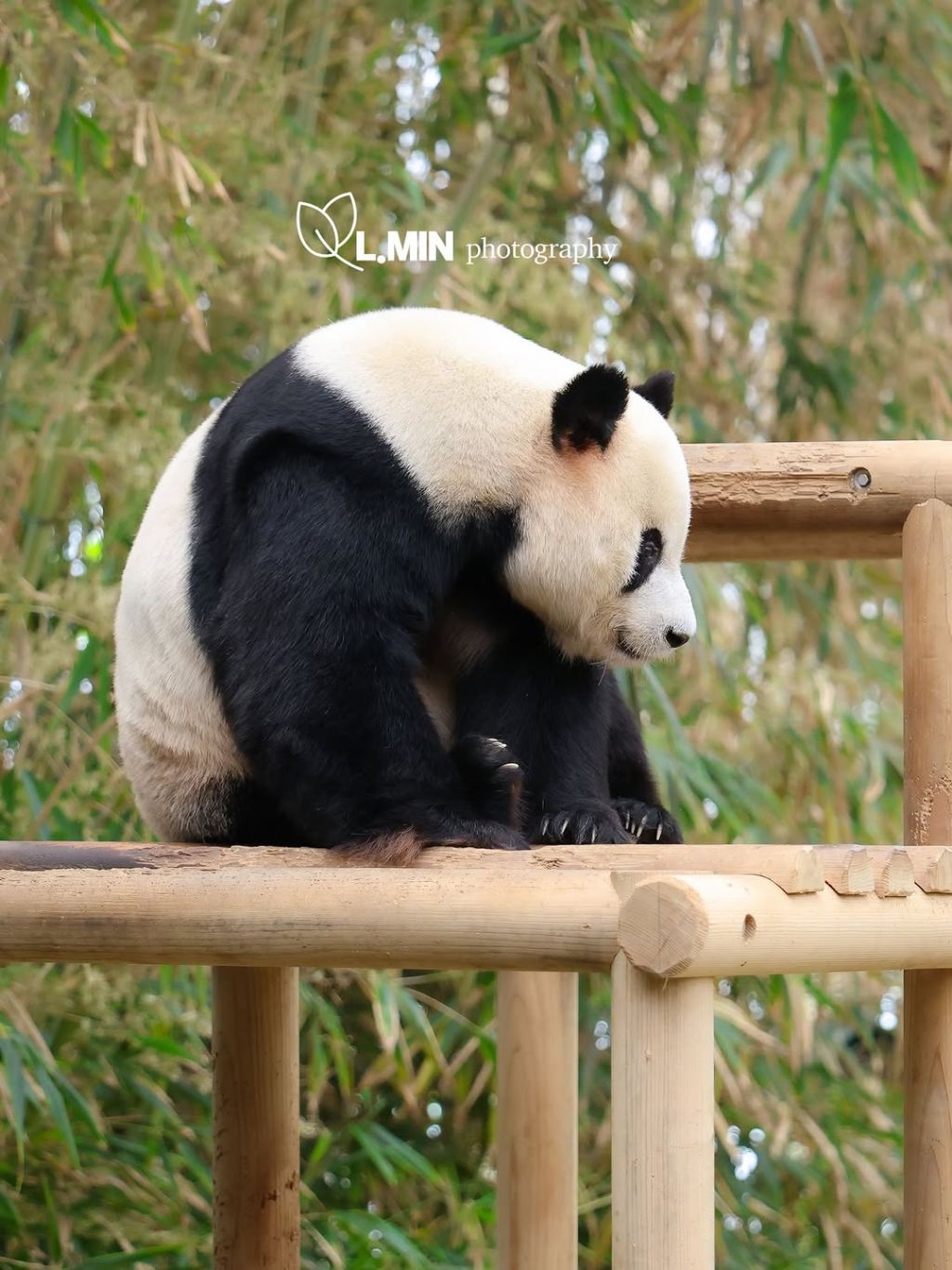 오늘-건강하게-출근한-전대리보안관🐼-러바오💙-4-이미지