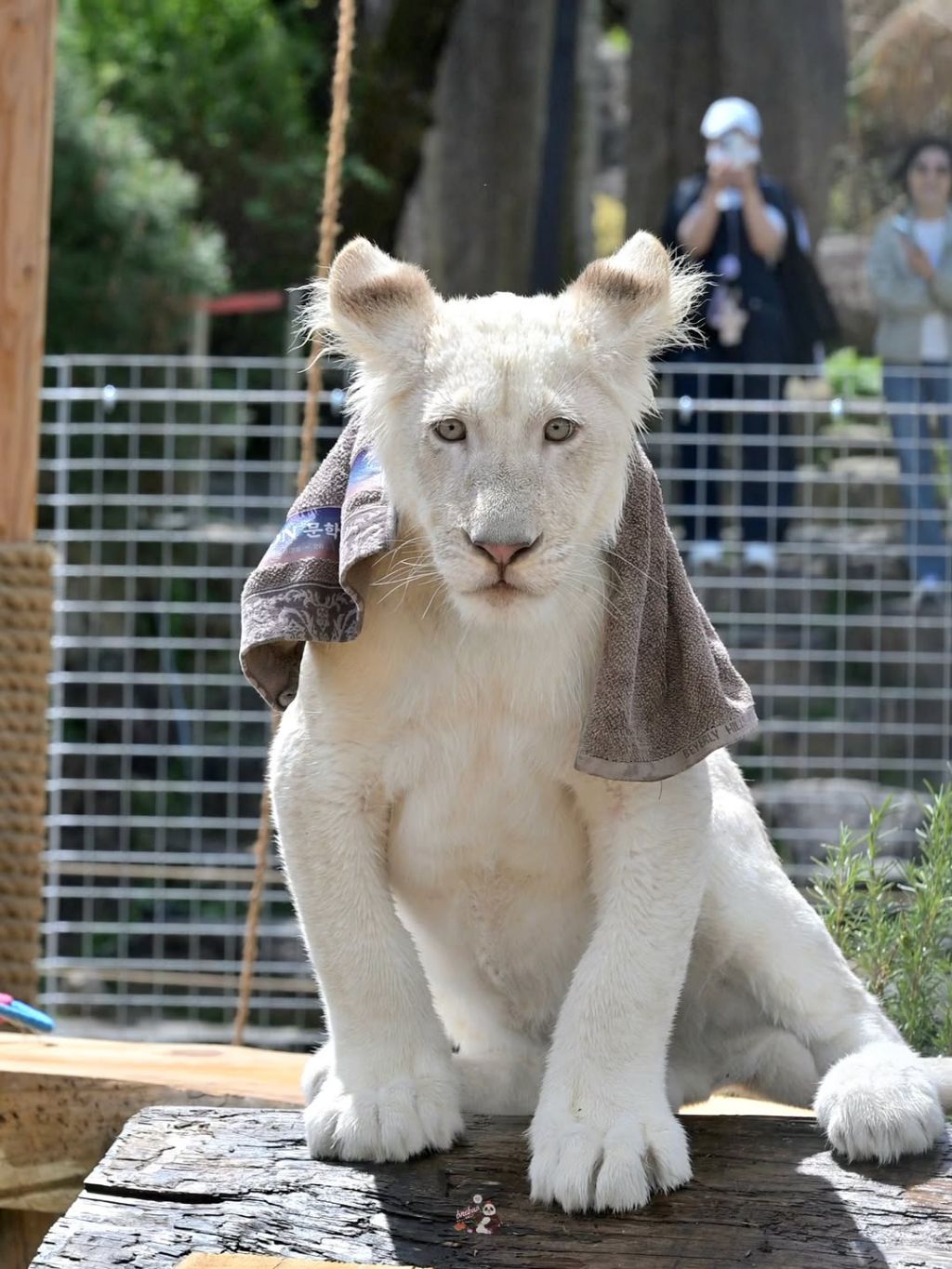 얼큰한-백사자🦁-루카💙-0-이미지