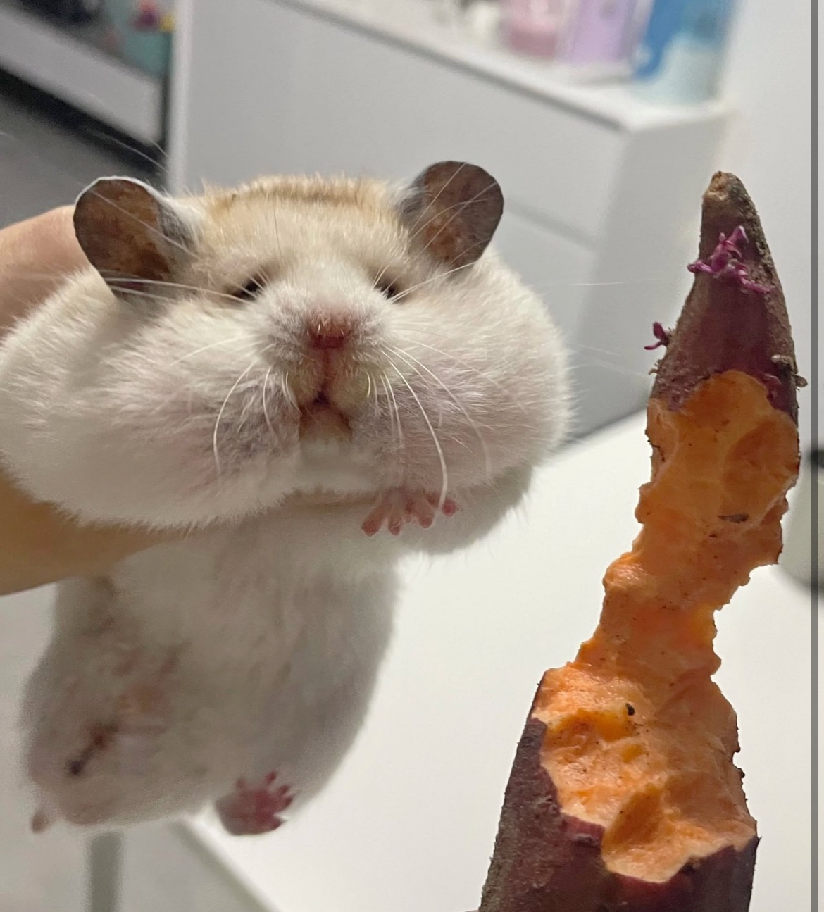 매일-밤-고구마를-몰래-훔쳐-먹던-범인의-얼굴-1-이미지