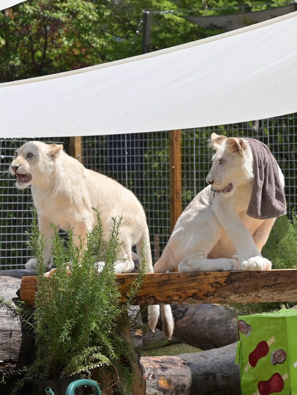 얼큰한-백사자🦁-루카💙-4-이미지