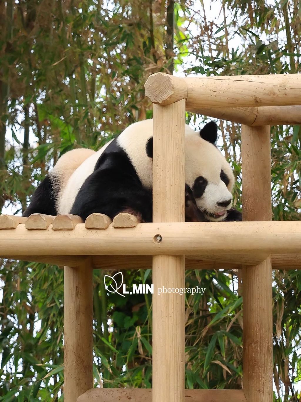 오늘-건강하게-출근한-전대리보안관🐼-러바오💙-0-이미지