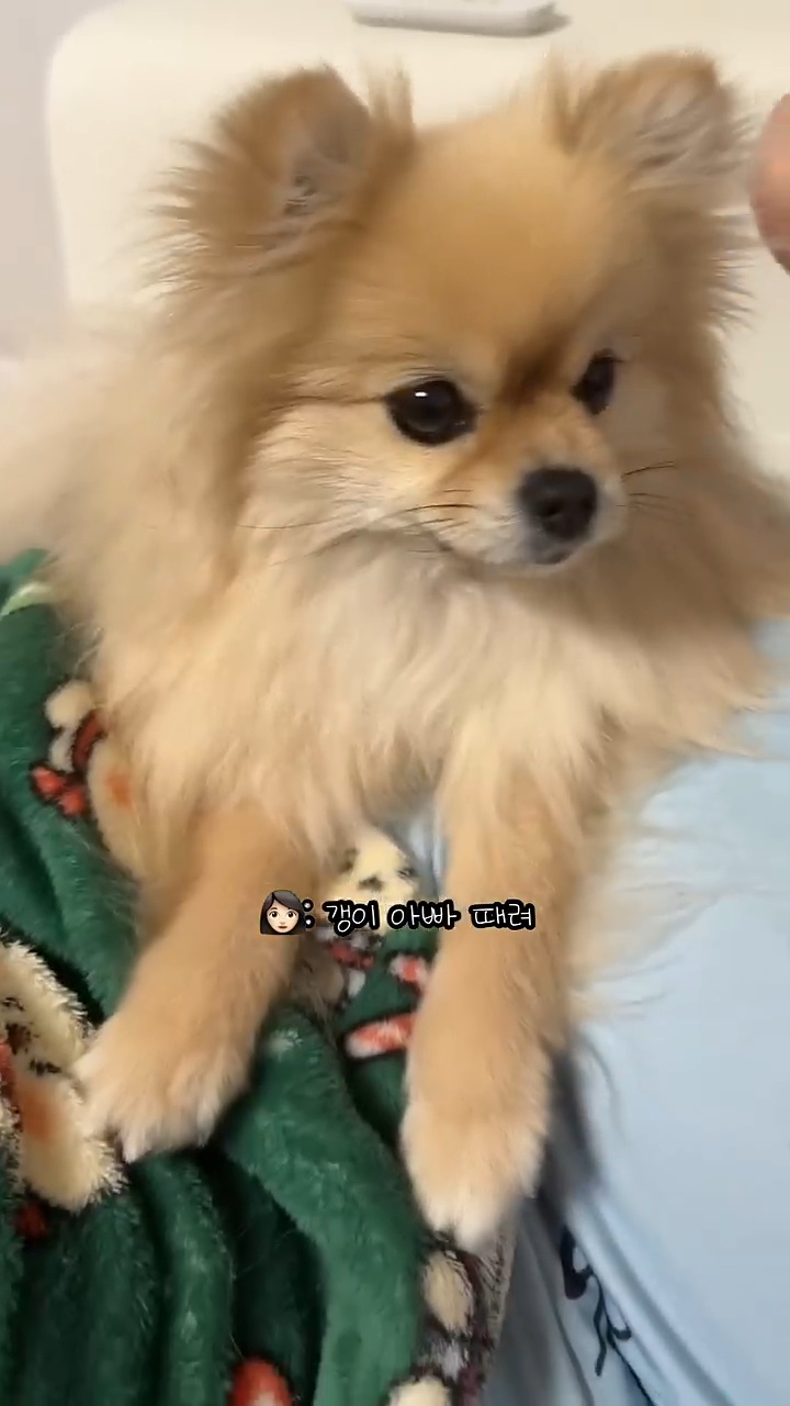 아빠-물어/아빠-때려-구분이-가능한-강아지-8-이미지