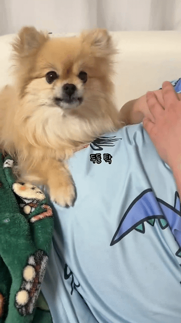 아빠-물어/아빠-때려-구분이-가능한-강아지-7-이미지