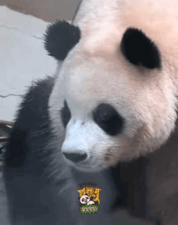 루이바오🐼:-누가-울음소리를-내었는가!-0-이미지