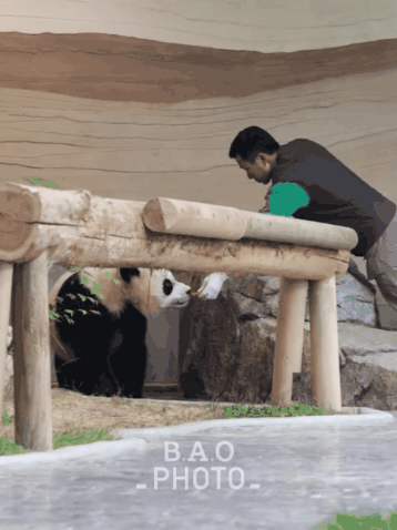 후사원의-출근길🐼🩷-1-이미지