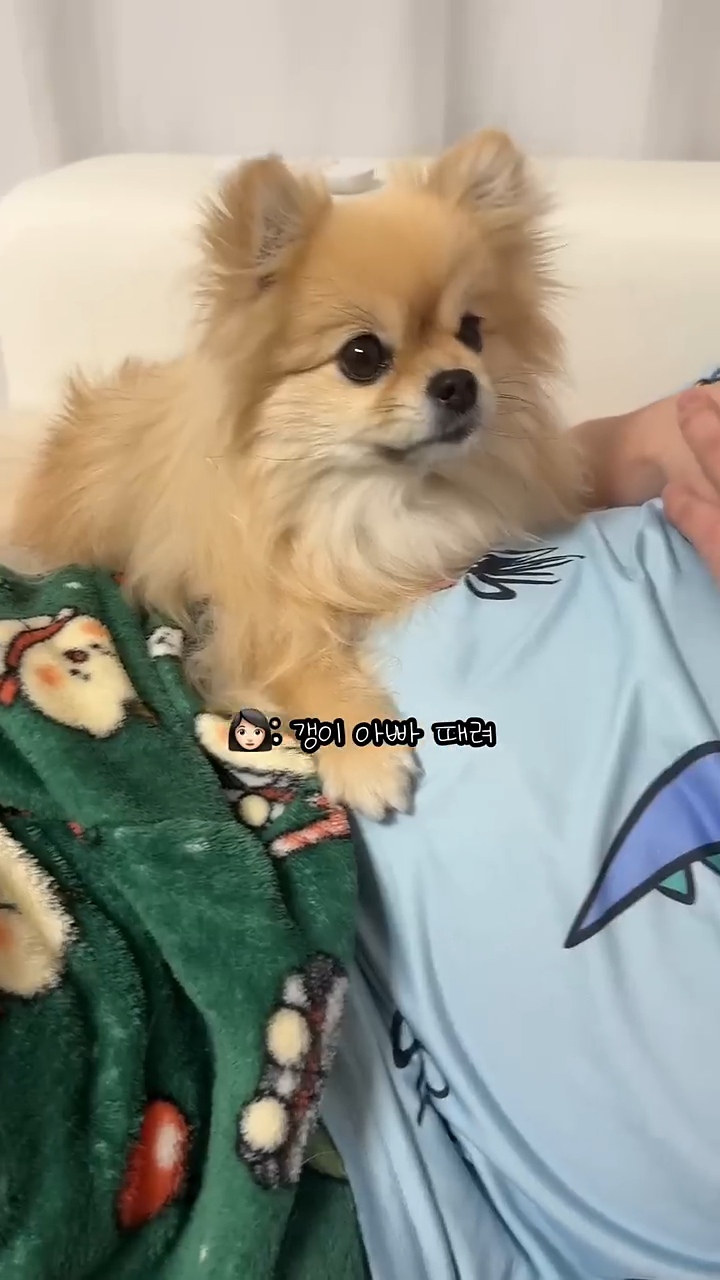 아빠-물어/아빠-때려-구분이-가능한-강아지-6-이미지