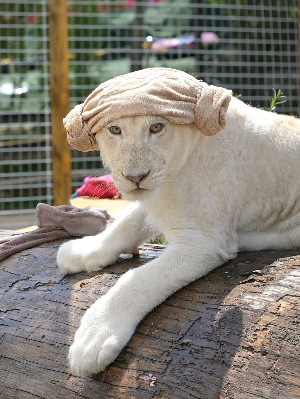 얼큰한-백사자🦁-루카💙-2-이미지