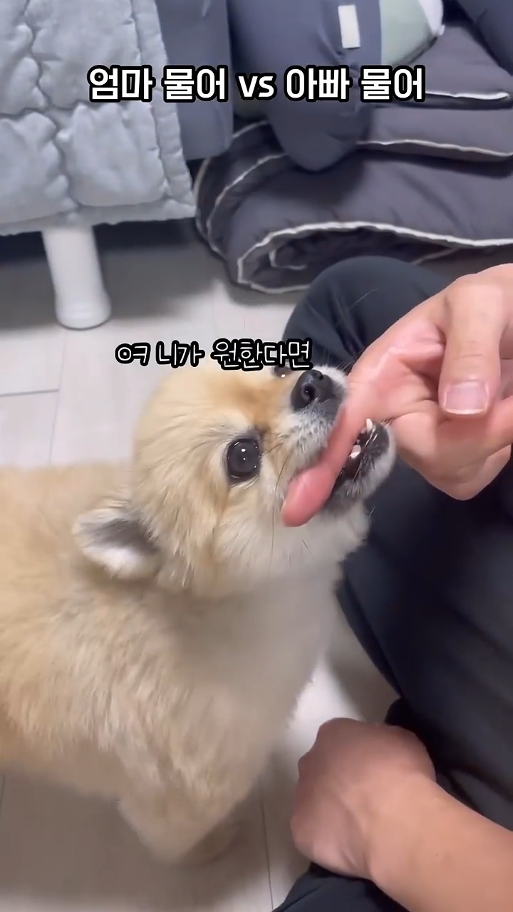 아빠-물어/아빠-때려-구분이-가능한-강아지-1-이미지