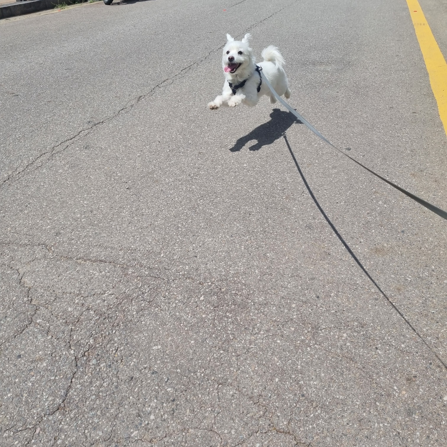 나-반차내고-집와서-댕댕-산책중인데-1-이미지