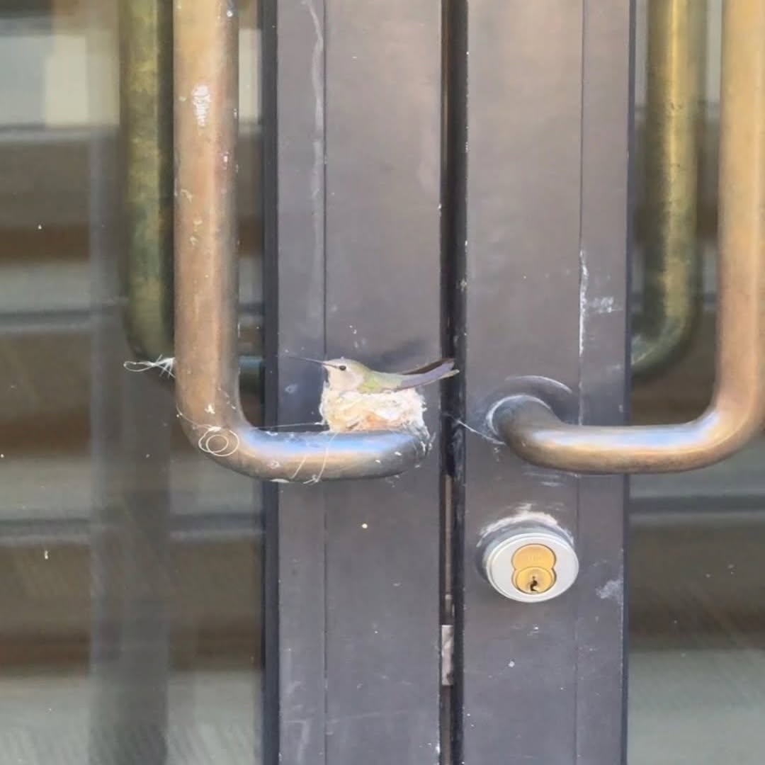 손잡이에-알-낳은-벌새-위해-문-사용-금지한-호텔-0-이미지