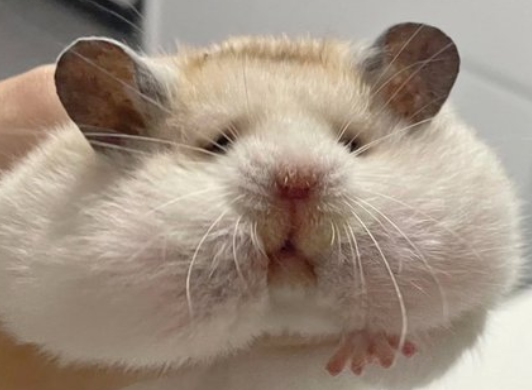 매일-밤-고구마를-몰래-훔쳐-먹던-범인의-얼굴-2-이미지