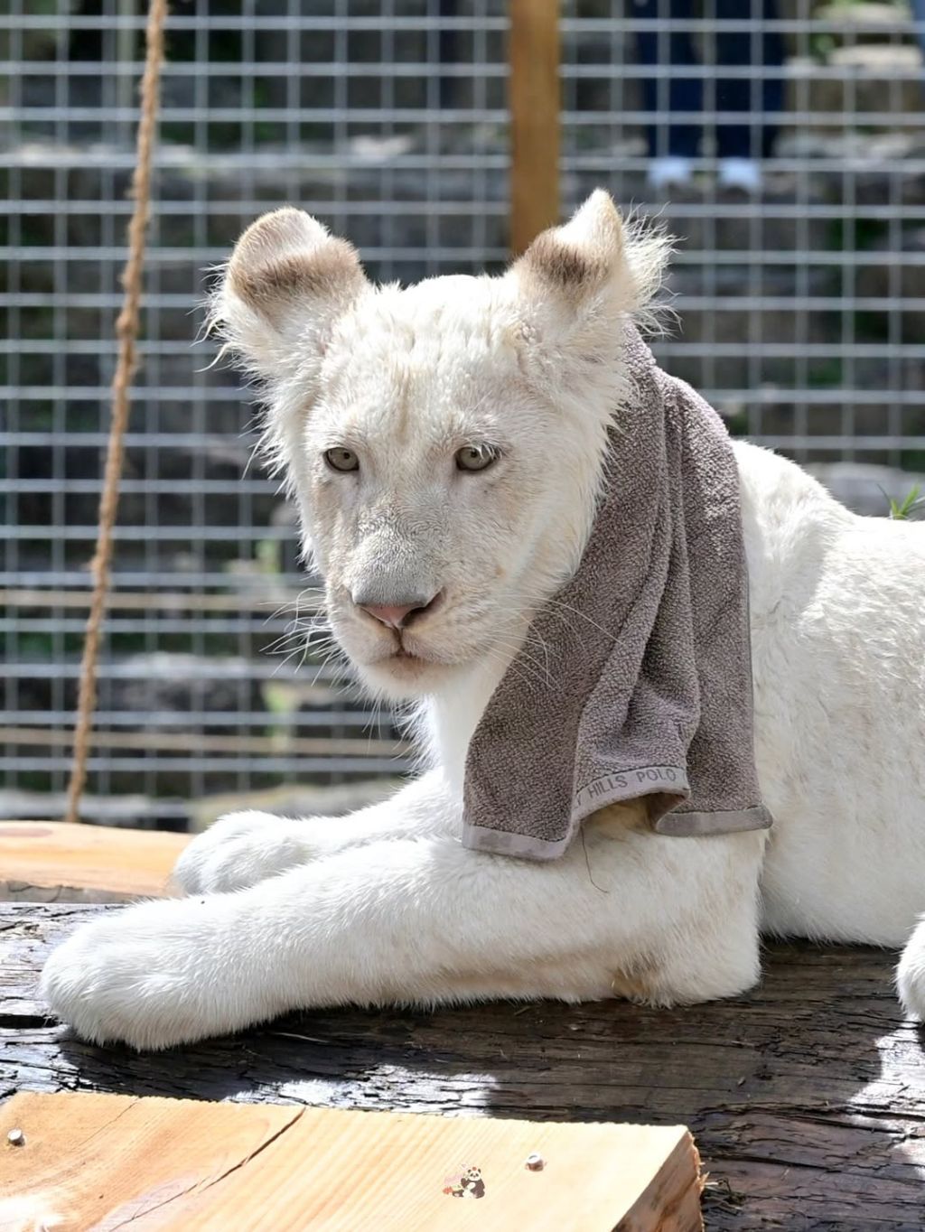 얼큰한-백사자🦁-루카💙-1-이미지