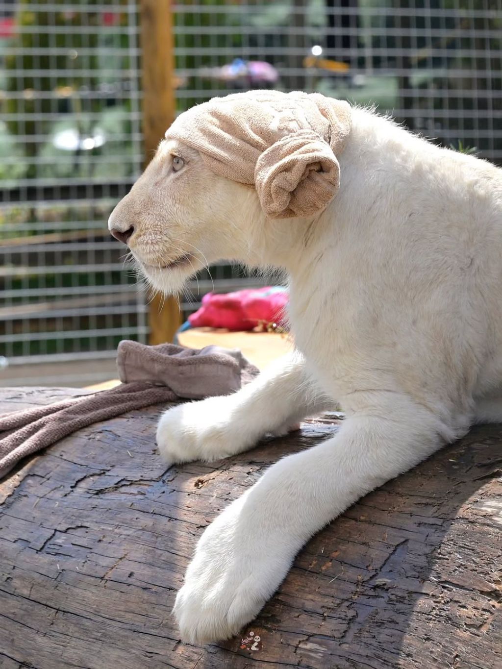 얼큰한-백사자🦁-루카💙-3-이미지