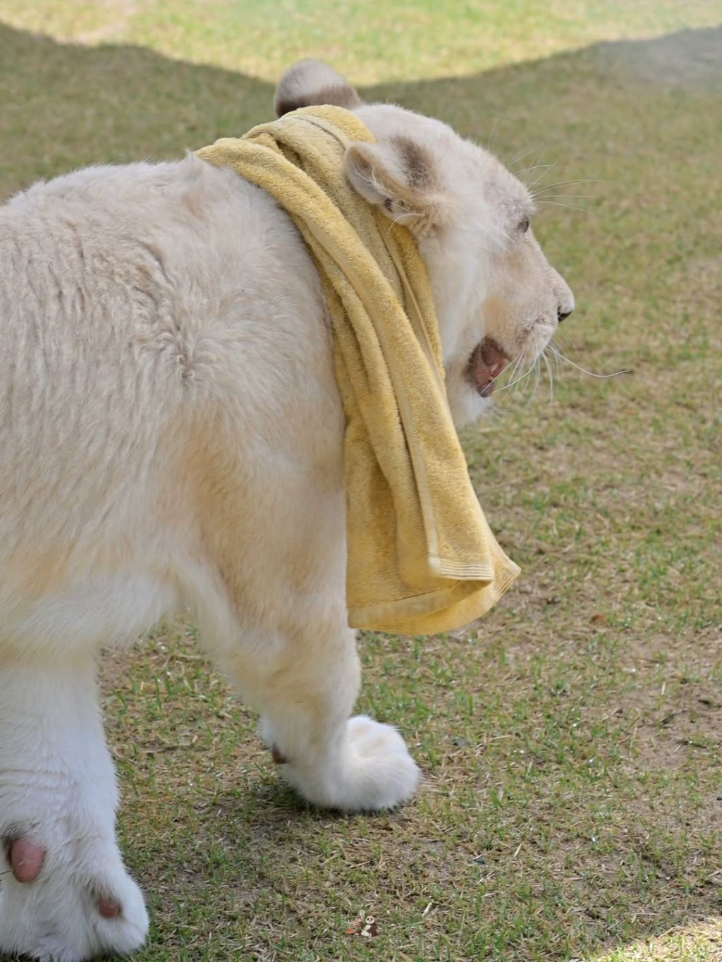 얼큰한-백사자🦁-루카💙-5-이미지