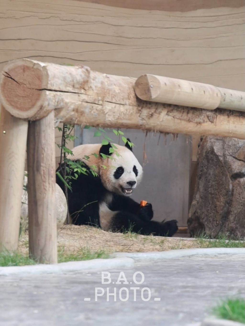 후사원의-출근길🐼🩷-5-이미지