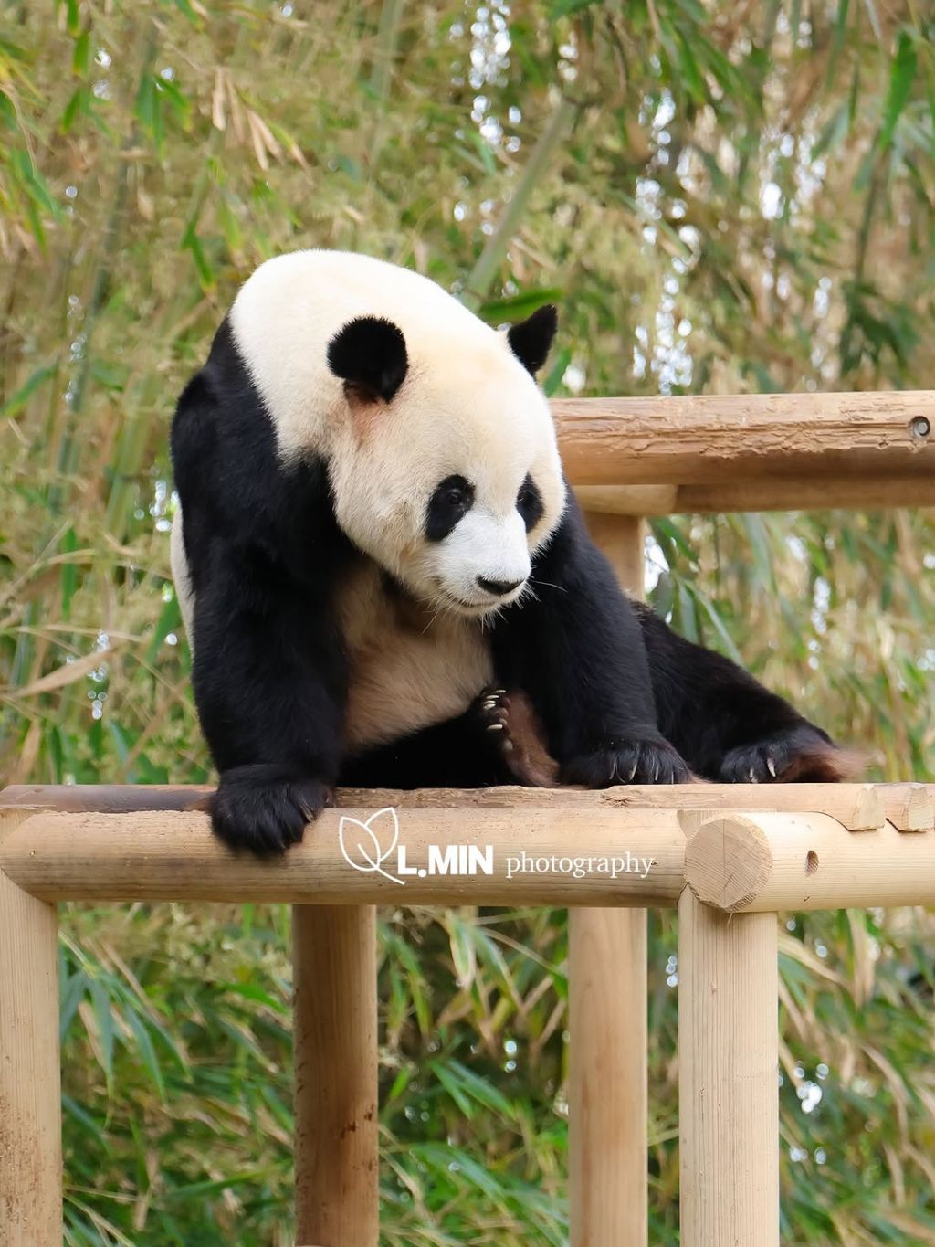 오늘-건강하게-출근한-전대리보안관🐼-러바오💙-3-이미지