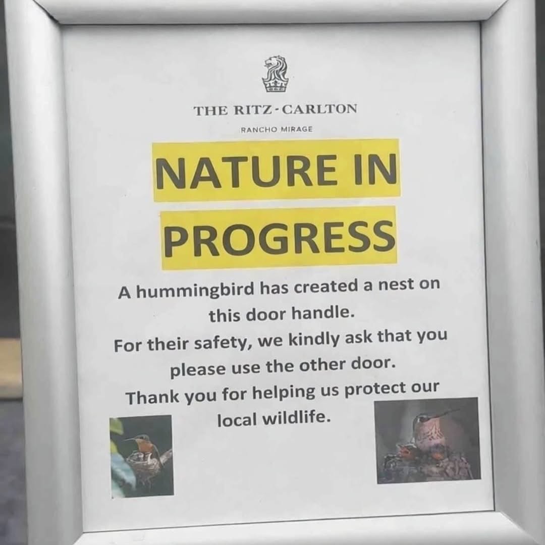 손잡이에-알-낳은-벌새-위해-문-사용-금지한-호텔-1-이미지