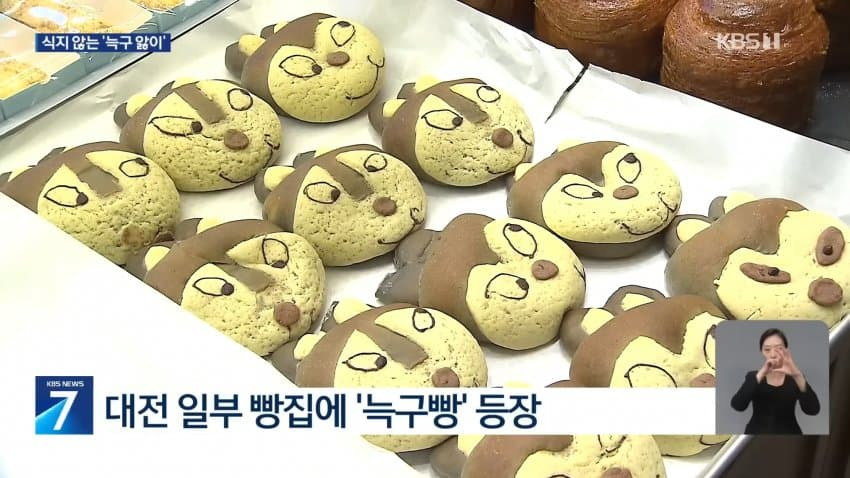 늑구근황...........-1-이미지