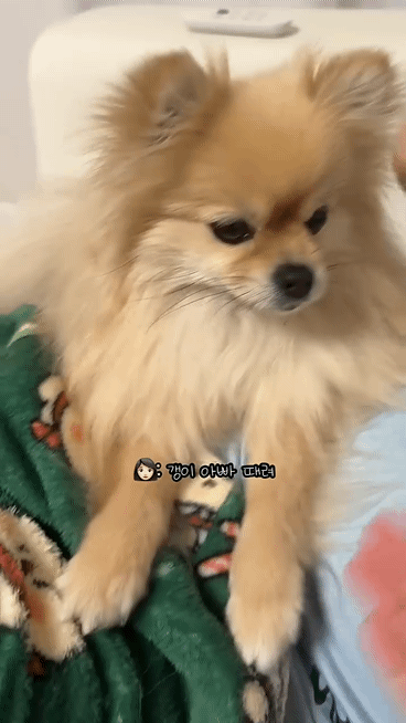 아빠-물어/아빠-때려-구분이-가능한-강아지-9-이미지