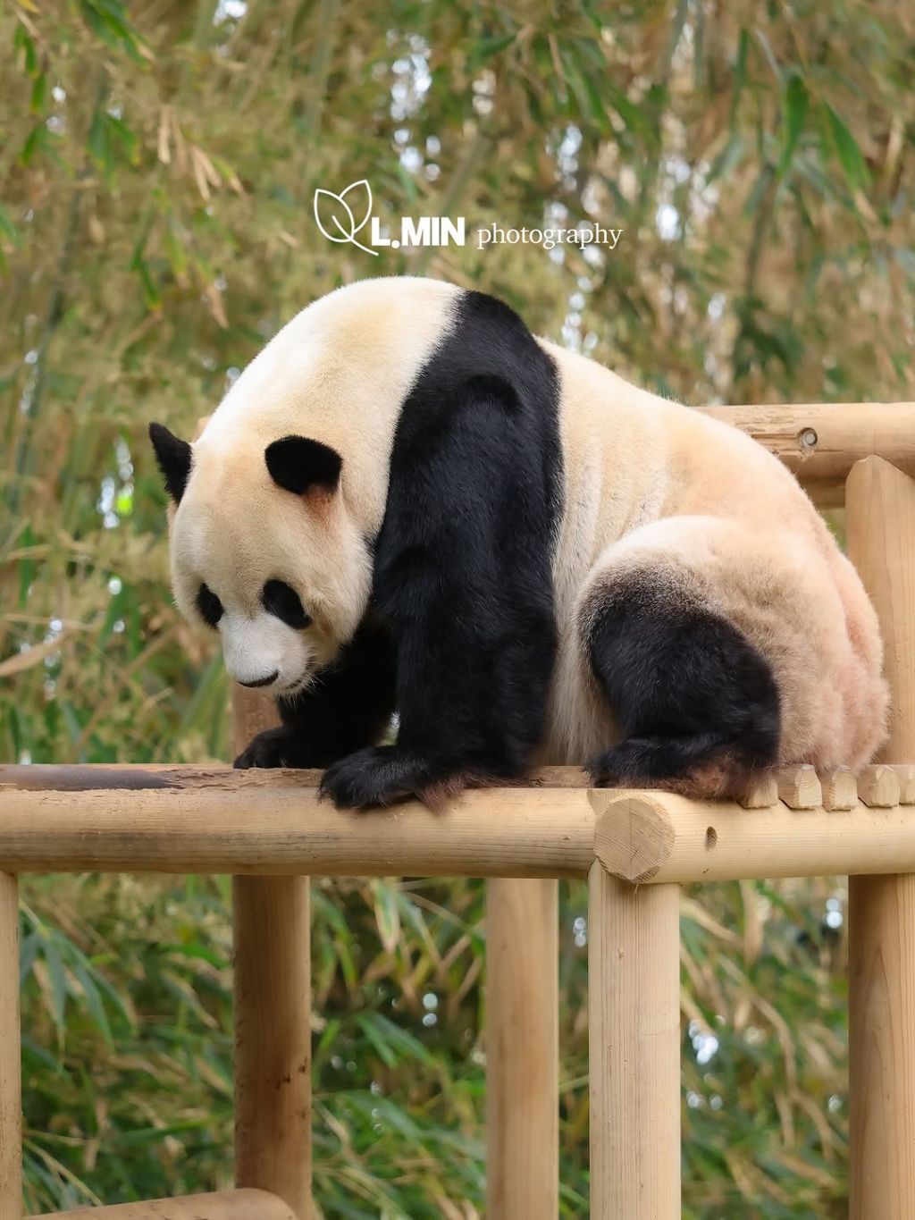 오늘-건강하게-출근한-전대리보안관🐼-러바오💙-2-이미지