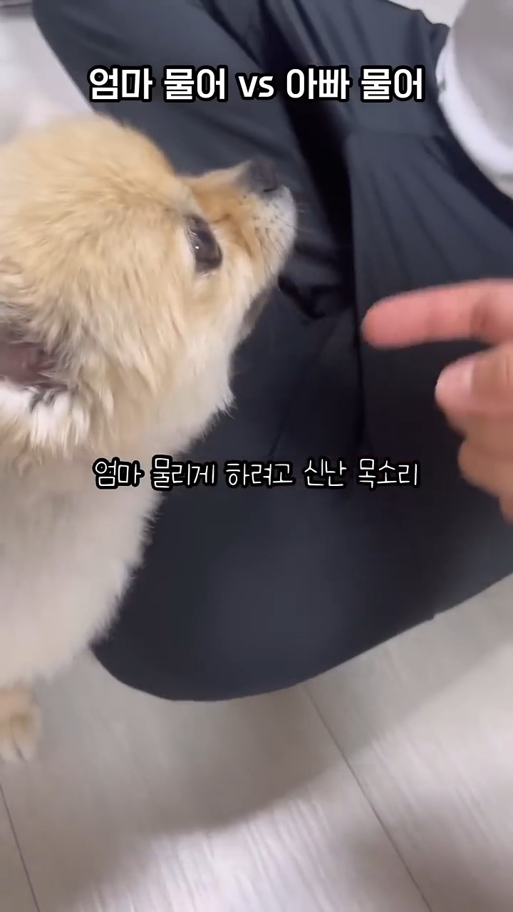 아빠-물어/아빠-때려-구분이-가능한-강아지-4-이미지
