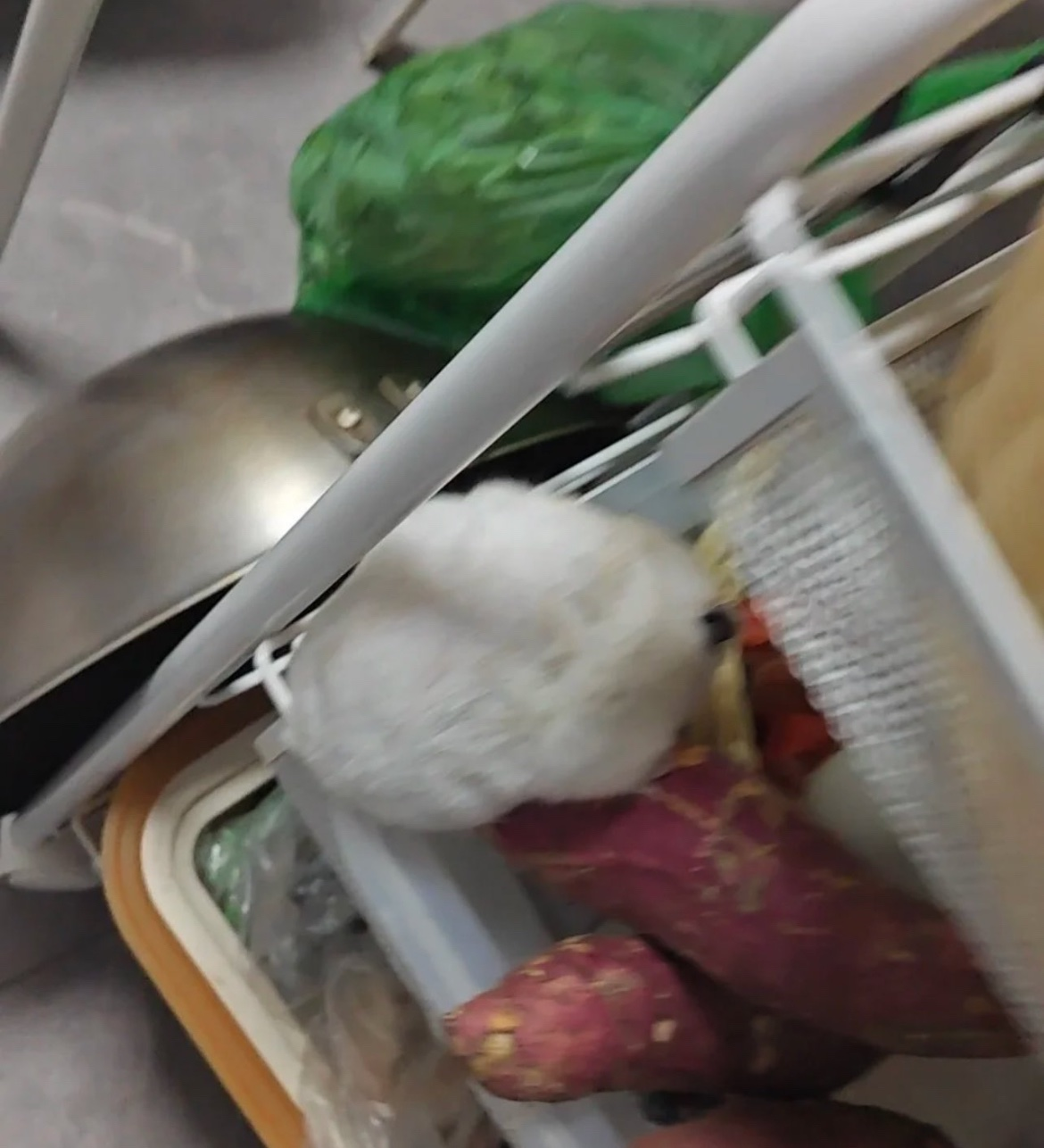 매일-밤-고구마를-몰래-훔쳐-먹던-범인의-얼굴-0-이미지