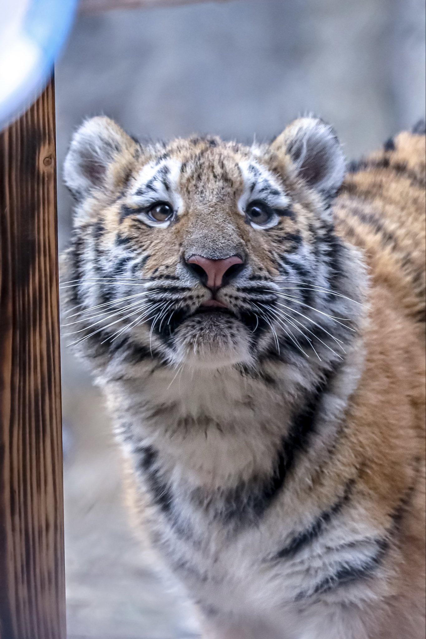 진짜-호랑이-맞나-싶고-진짜-무해하게-생겼고-구라-안치고-모옹함을-넘어서-메엥하게-생김-0-이미지