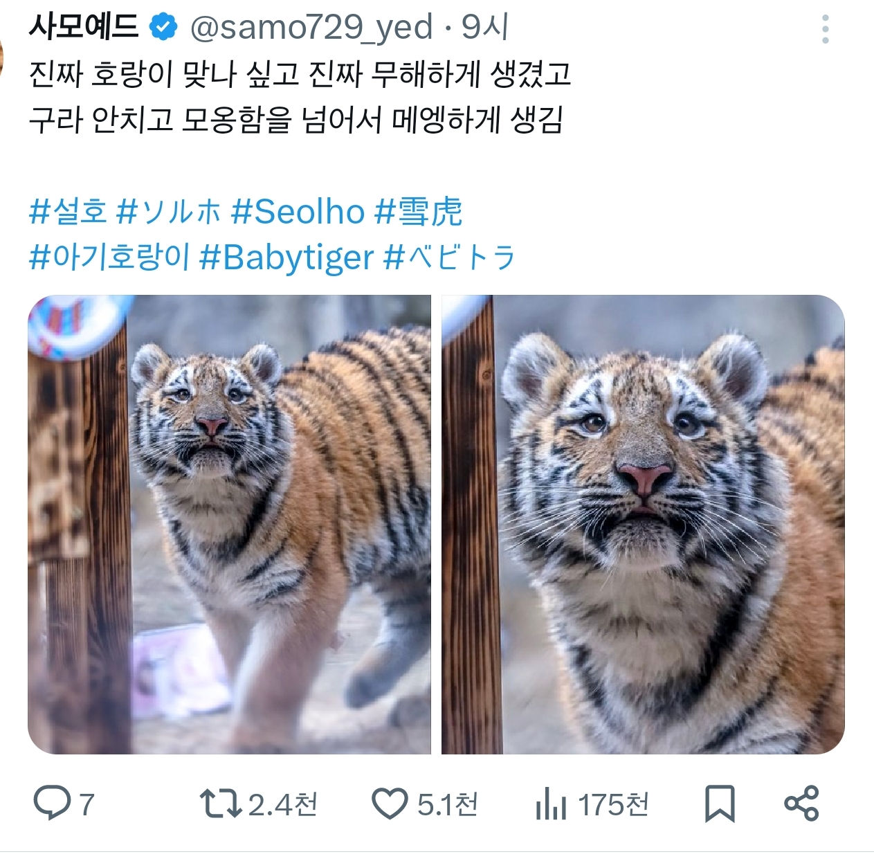 진짜-호랑이-맞나-싶고-진짜-무해하게-생겼고-구라-안치고-모옹함을-넘어서-메엥하게-생김-1-이미지