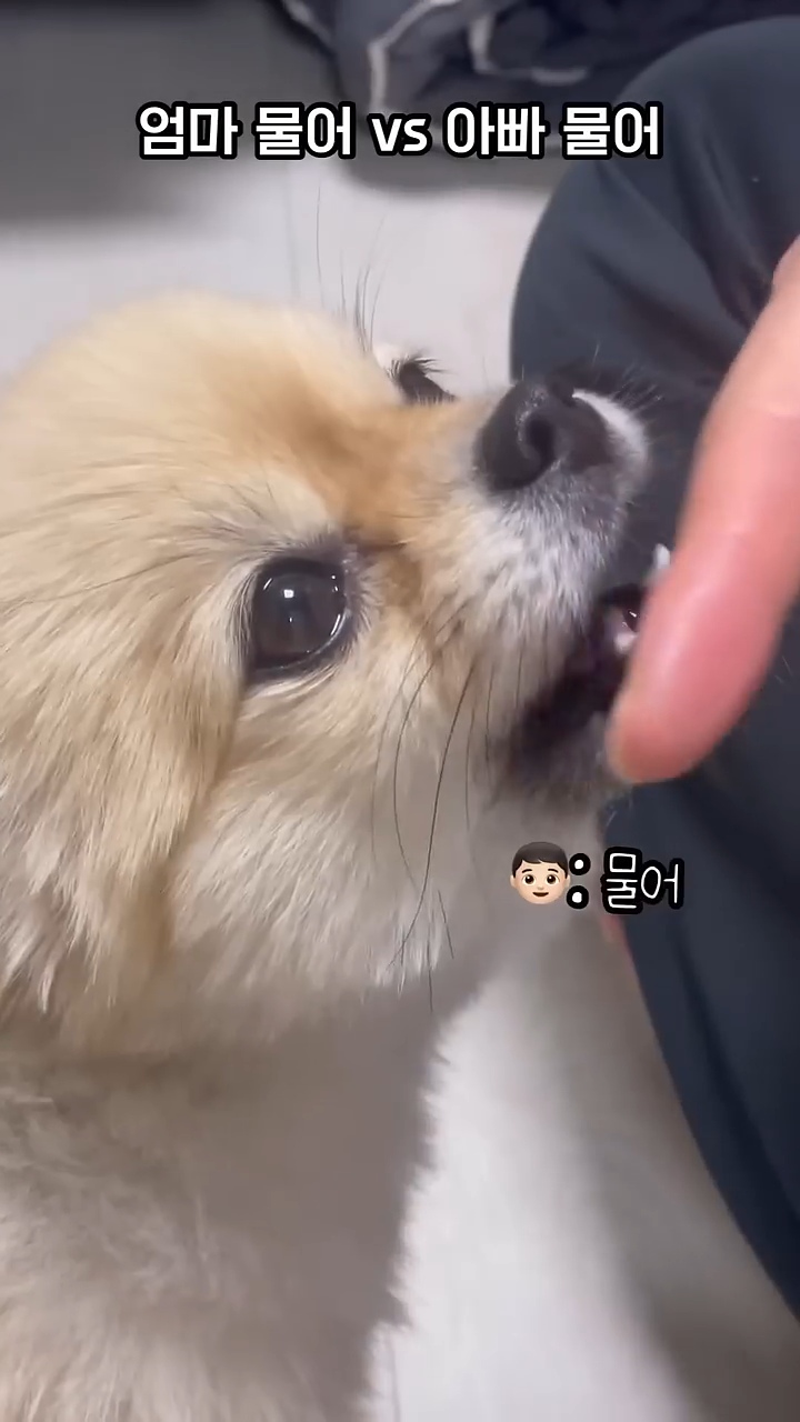 아빠-물어/아빠-때려-구분이-가능한-강아지-0-이미지