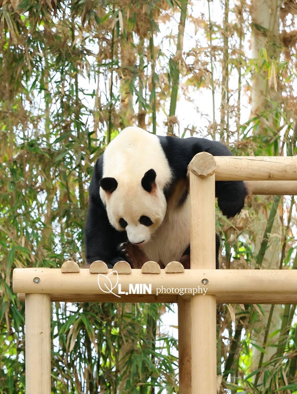 오늘-건강하게-출근한-전대리보안관🐼-러바오💙-1-이미지