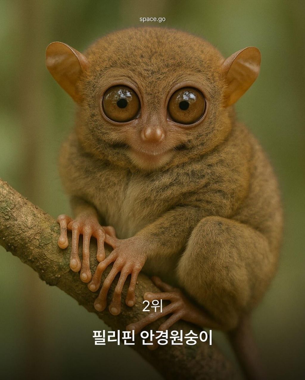 CNN-선정-세계에서-가장-귀여운-동물10-9-이미지