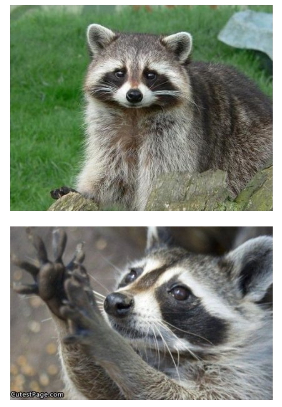 너구리에-대한-오해!!!.jpg-7-이미지