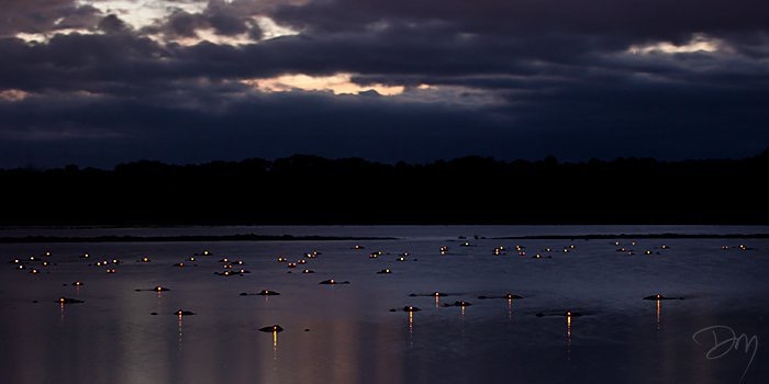 밤에-본-악어-눈-9-이미지