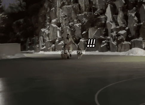 당근-멍멍이-산책-알바의-위험성-1-이미지