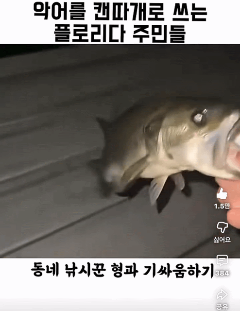 악어를-캔따개쯤으로-생각하는-플로리다-주민들-7-이미지