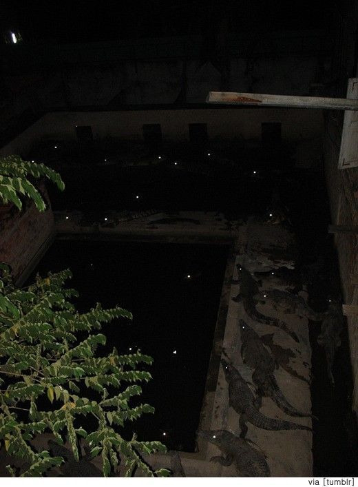 밤에-본-악어-눈-0-이미지