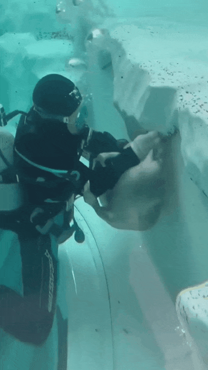 청소하는-잠수부-방해하는-물범-0-이미지