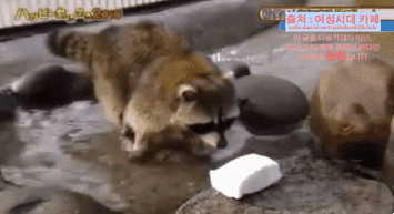 너구리에-대한-오해!!!.jpg-10-이미지