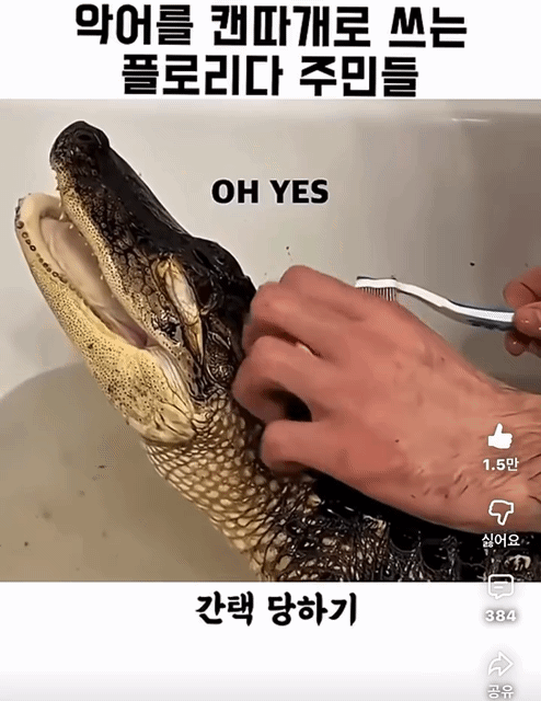 악어를-캔따개쯤으로-생각하는-플로리다-주민들-6-이미지