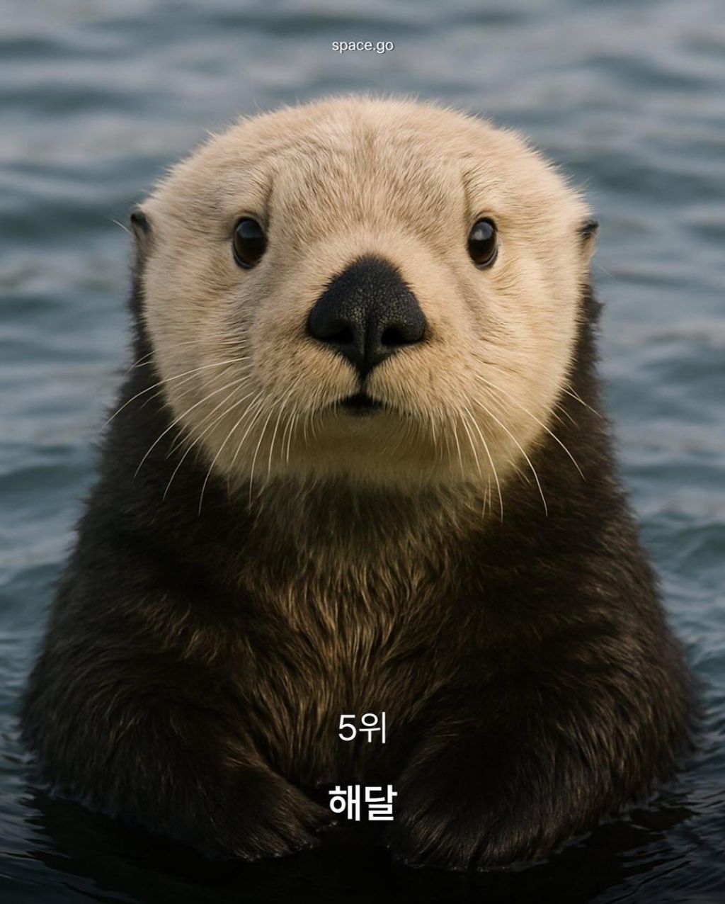 CNN-선정-세계에서-가장-귀여운-동물10-6-이미지