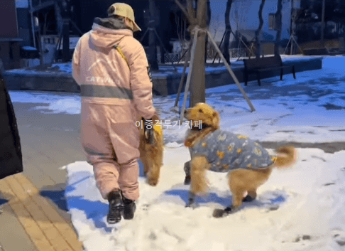 당근-멍멍이-산책-알바의-위험성-0-이미지