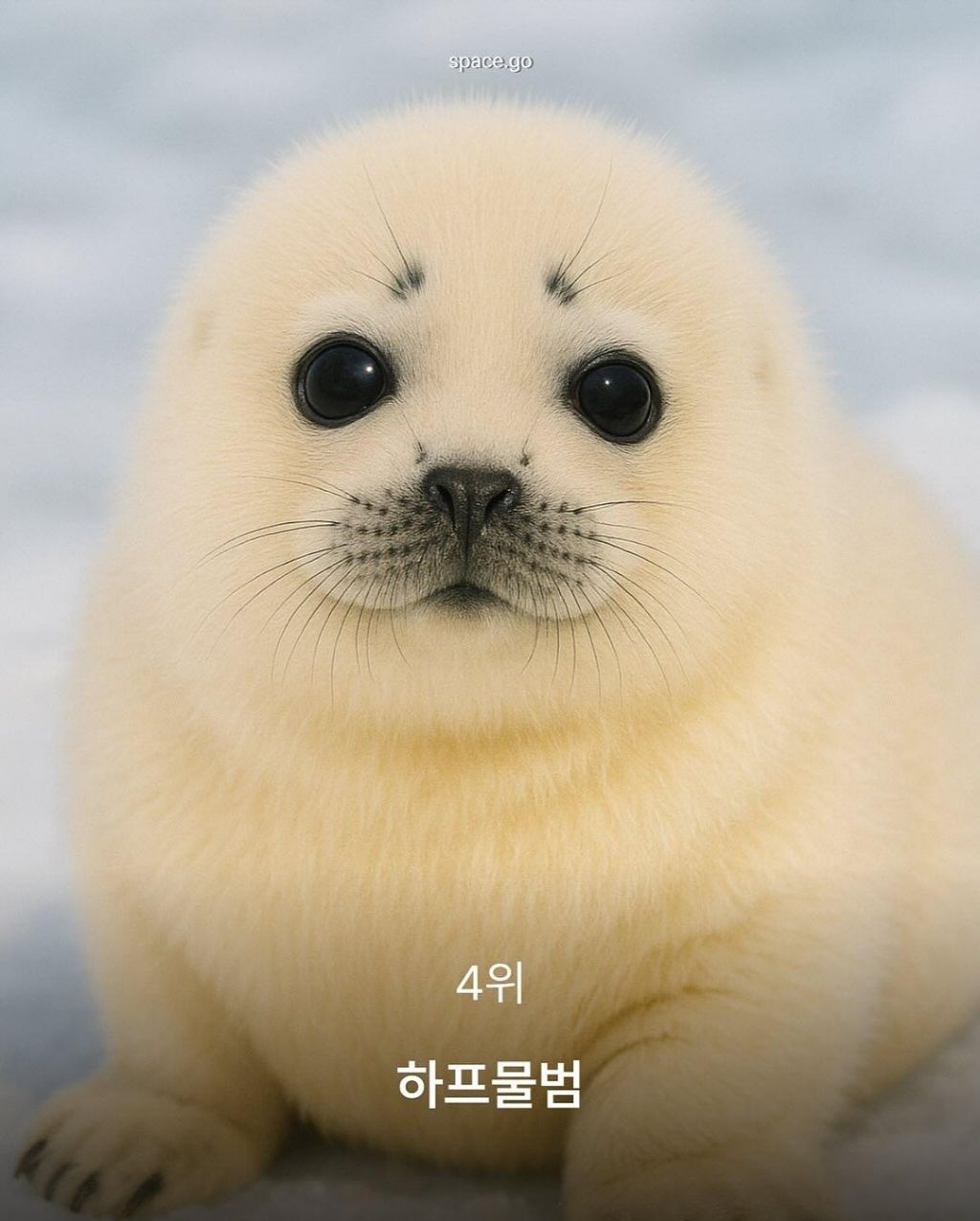 CNN-선정-세계에서-가장-귀여운-동물10-7-이미지