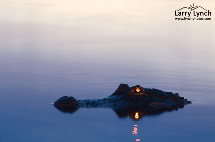 밤에-본-악어-눈-5-이미지