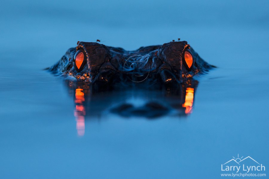 밤에-본-악어-눈-7-이미지