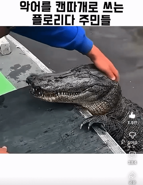 악어를-캔따개쯤으로-생각하는-플로리다-주민들-3-이미지
